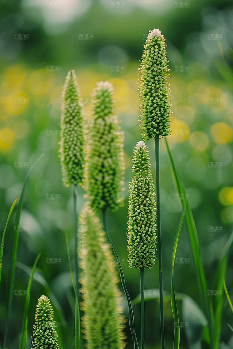狗尾巴草自然夏季摄影图