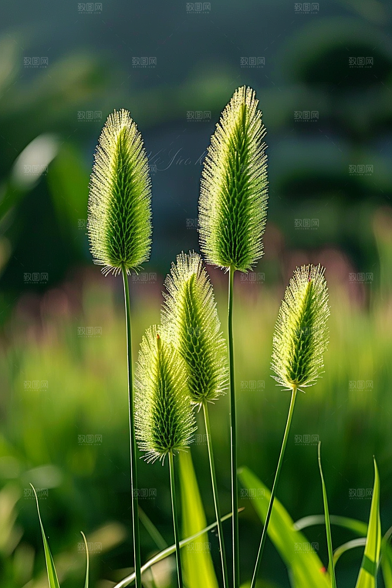 狗尾巴草夏天青草摄影图