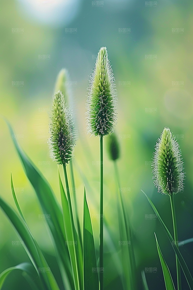狗尾巴草夏天绿草摄影图