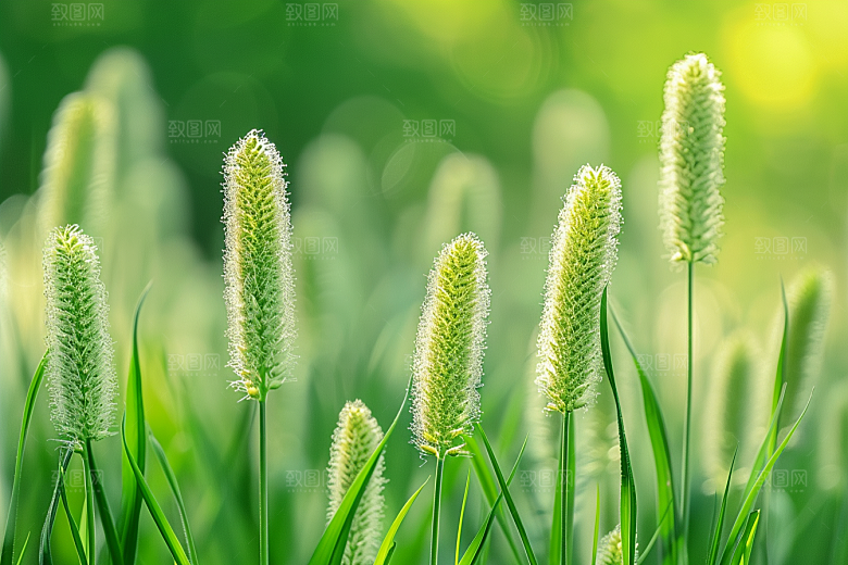 狗尾巴草田野夏季摄影图