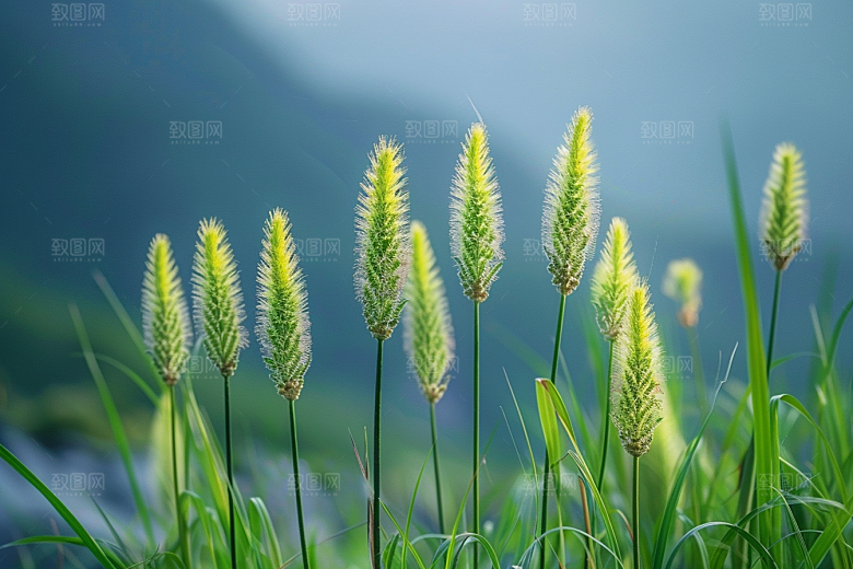 狗尾巴草草地田野摄影图