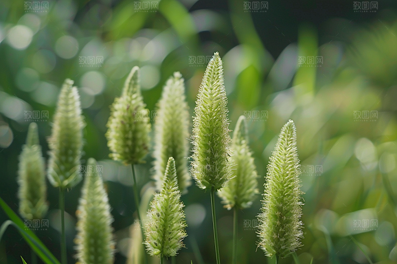 狗尾巴草夏天蓝天白玉摄影图