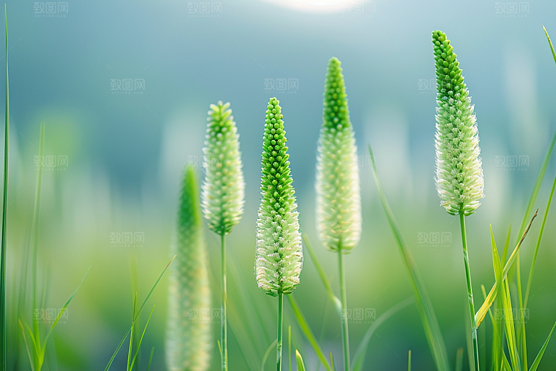 狗尾巴草绿色自然摄影图