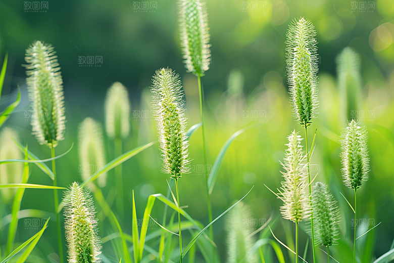 狗尾巴草夏季广阔摄影图