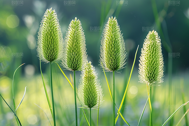 狗尾巴草草场高清摄影图