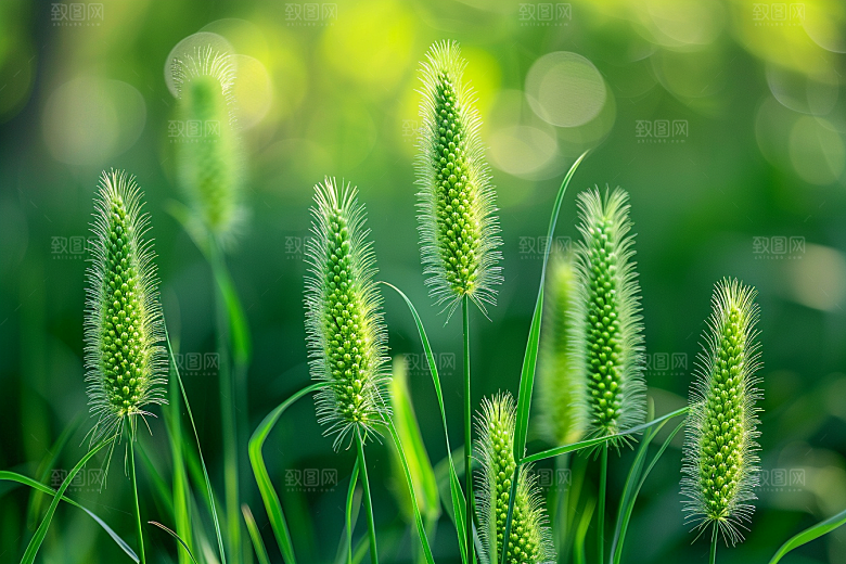 狗尾巴草草原绿色摄影图