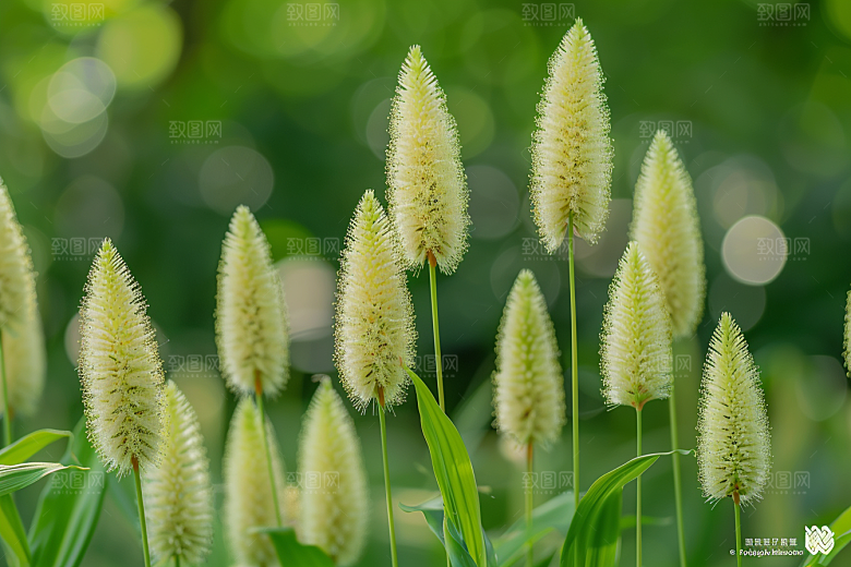 狗尾巴草草场绿草摄影图