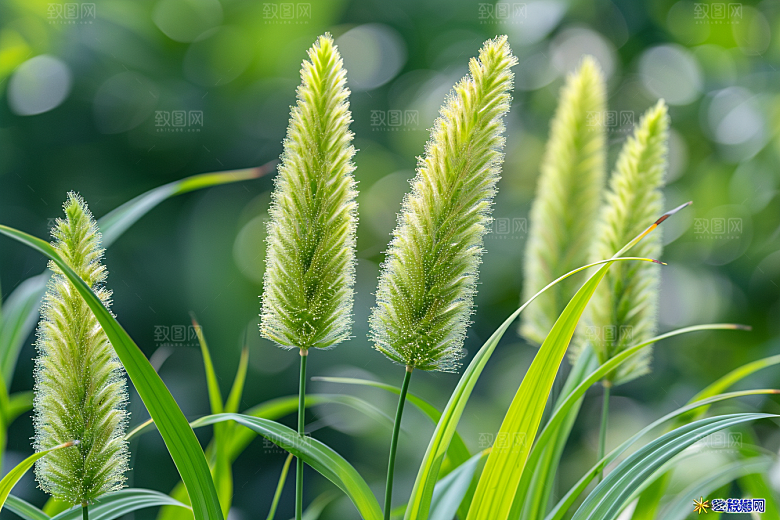 狗尾巴草草地清新摄影图