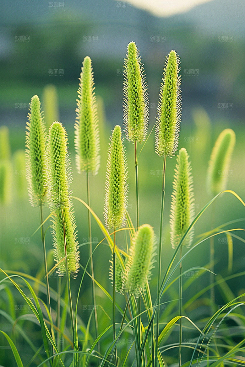狗尾巴草绿草绿色摄影图