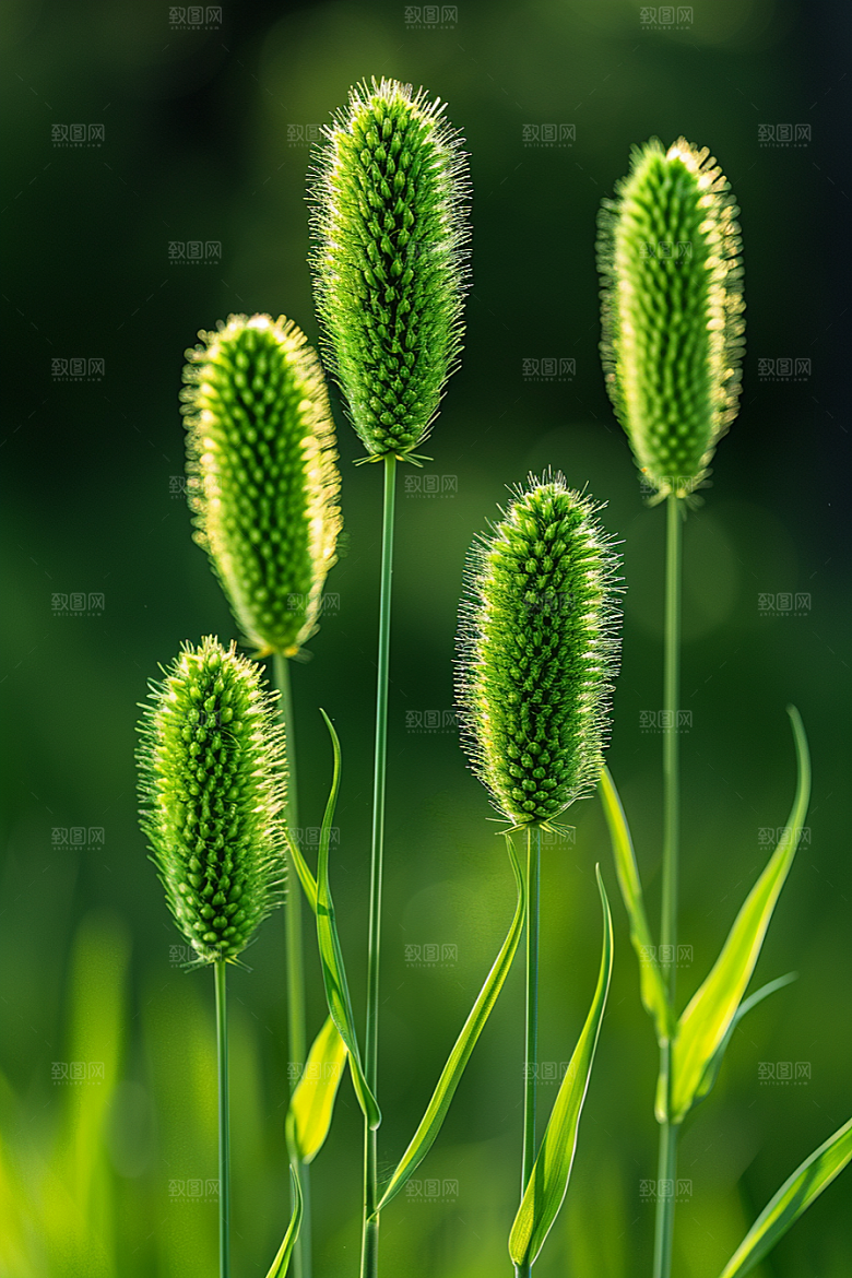狗尾巴草绿色清新摄影图