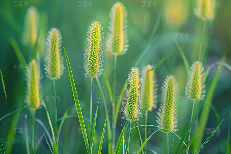狗尾巴草草场夏天摄影图