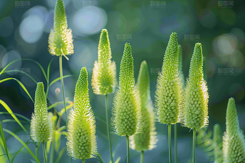 狗尾巴草清新蓝天白玉摄影图