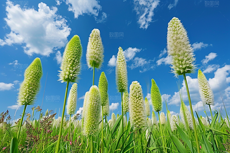 狗尾巴草清新高清摄影图