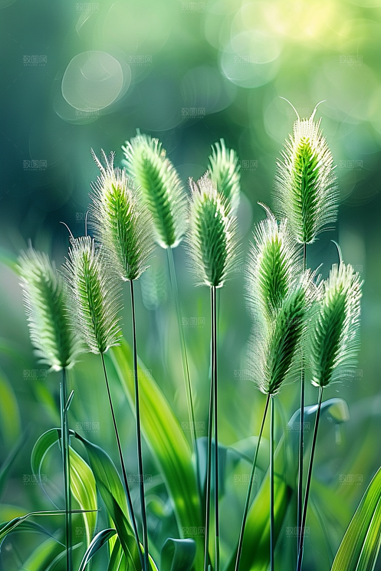 狗尾巴草夏天草场摄影图