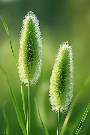 狗尾巴草高清夏季摄影图