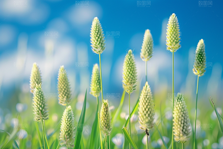 狗尾巴草草地绿草摄影图