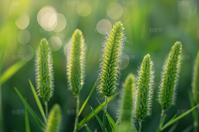 狗尾巴草绿草夏天摄影图