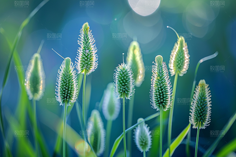 狗尾巴草蓝天白玉绿草摄影图