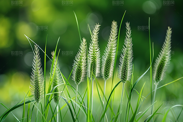 狗尾巴草广阔高清摄影图