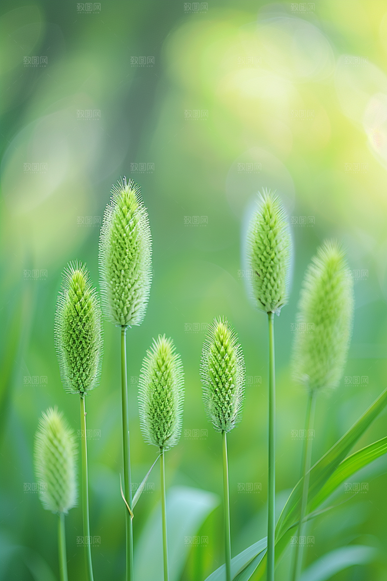 狗尾巴草蓝天白玉草地摄影图