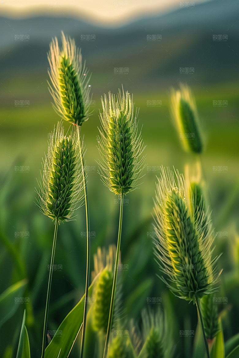 狗尾巴草草地草场摄影图