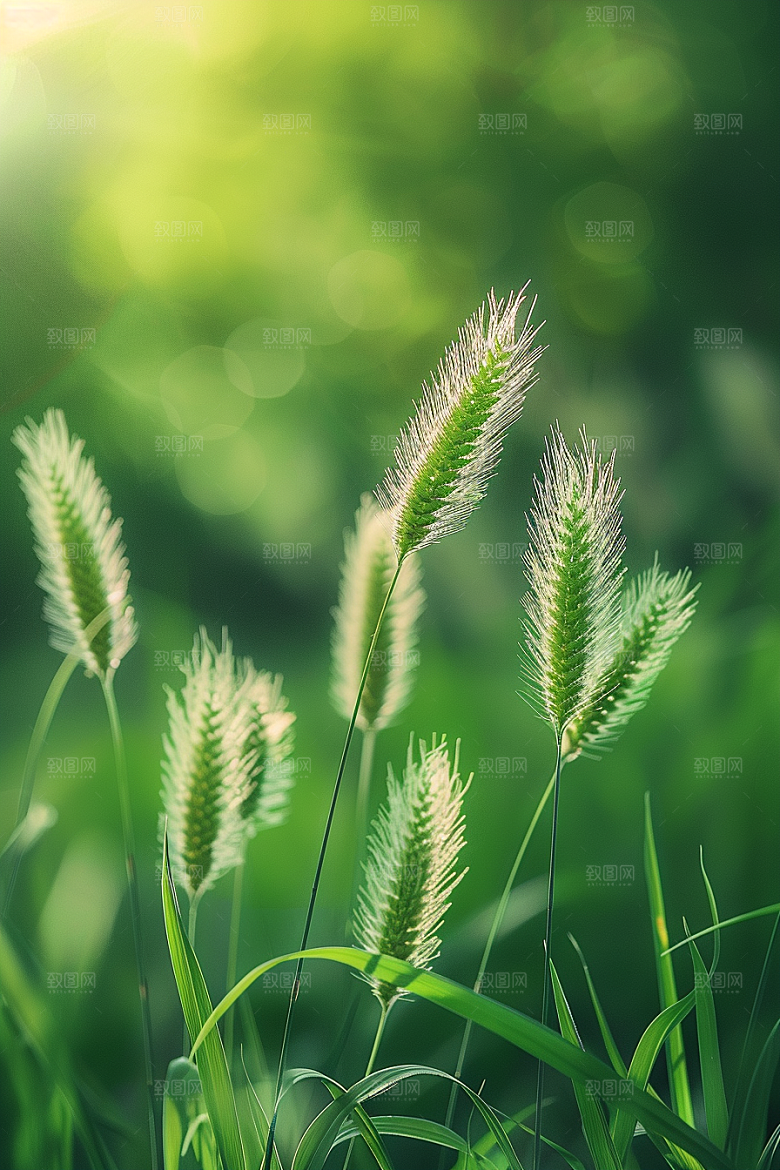 狗尾巴草草地高清摄影图