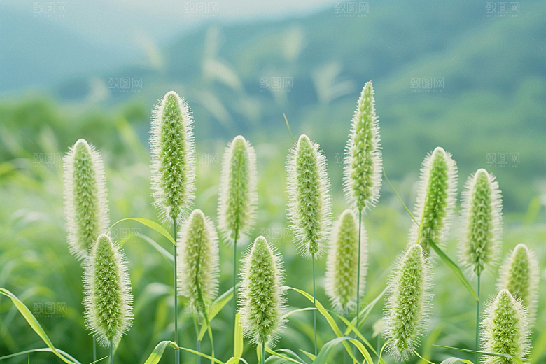 狗尾巴草绿草夏季摄影图