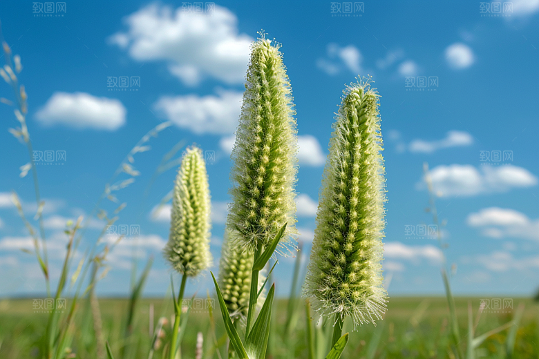 狗尾巴草夏天绿色摄影图