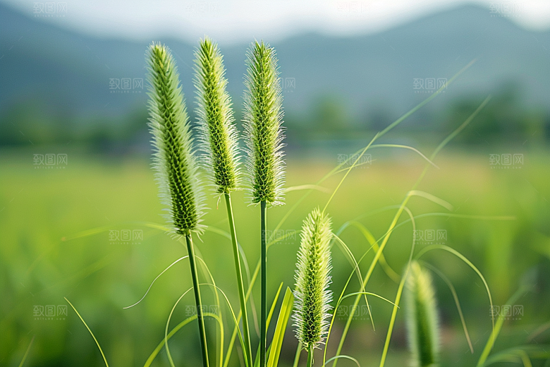 狗尾巴草草原田野摄影图