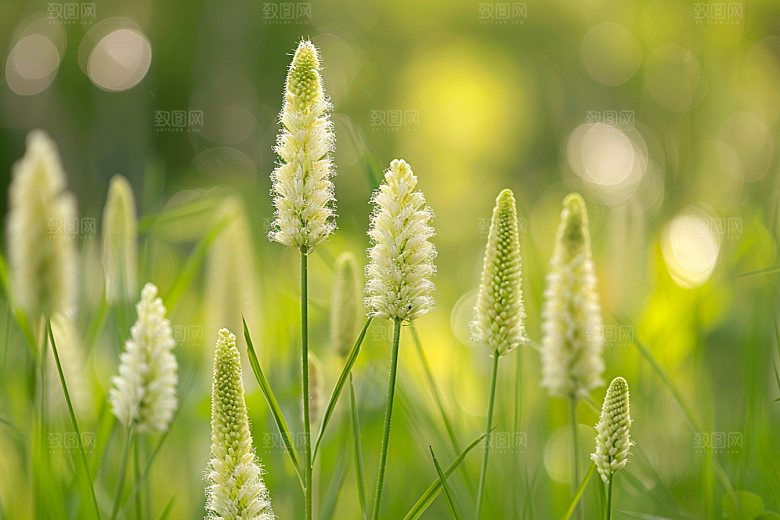 狗尾巴草夏天绿草摄影图