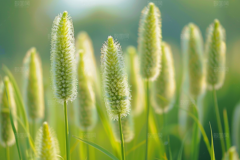 狗尾巴草草原高清摄影图