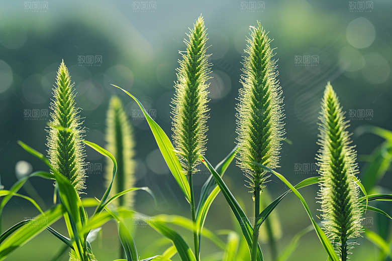 狗尾巴草夏季绿色摄影图