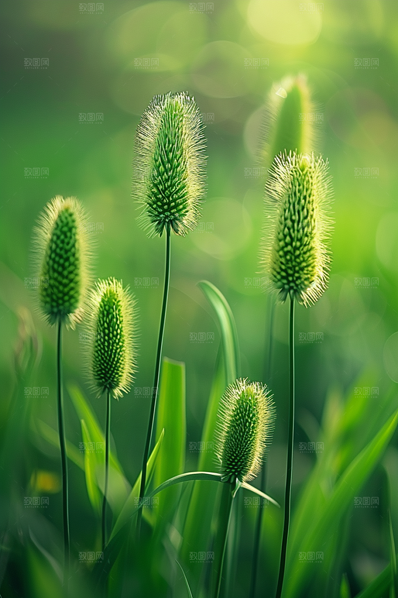 狗尾巴草草原夏天摄影图