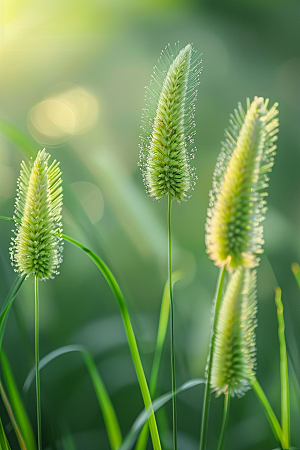 狗尾巴草夏季绿草摄影图