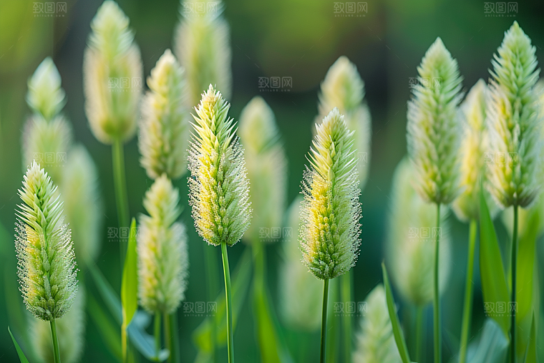 狗尾巴草蓝天白玉草场摄影图