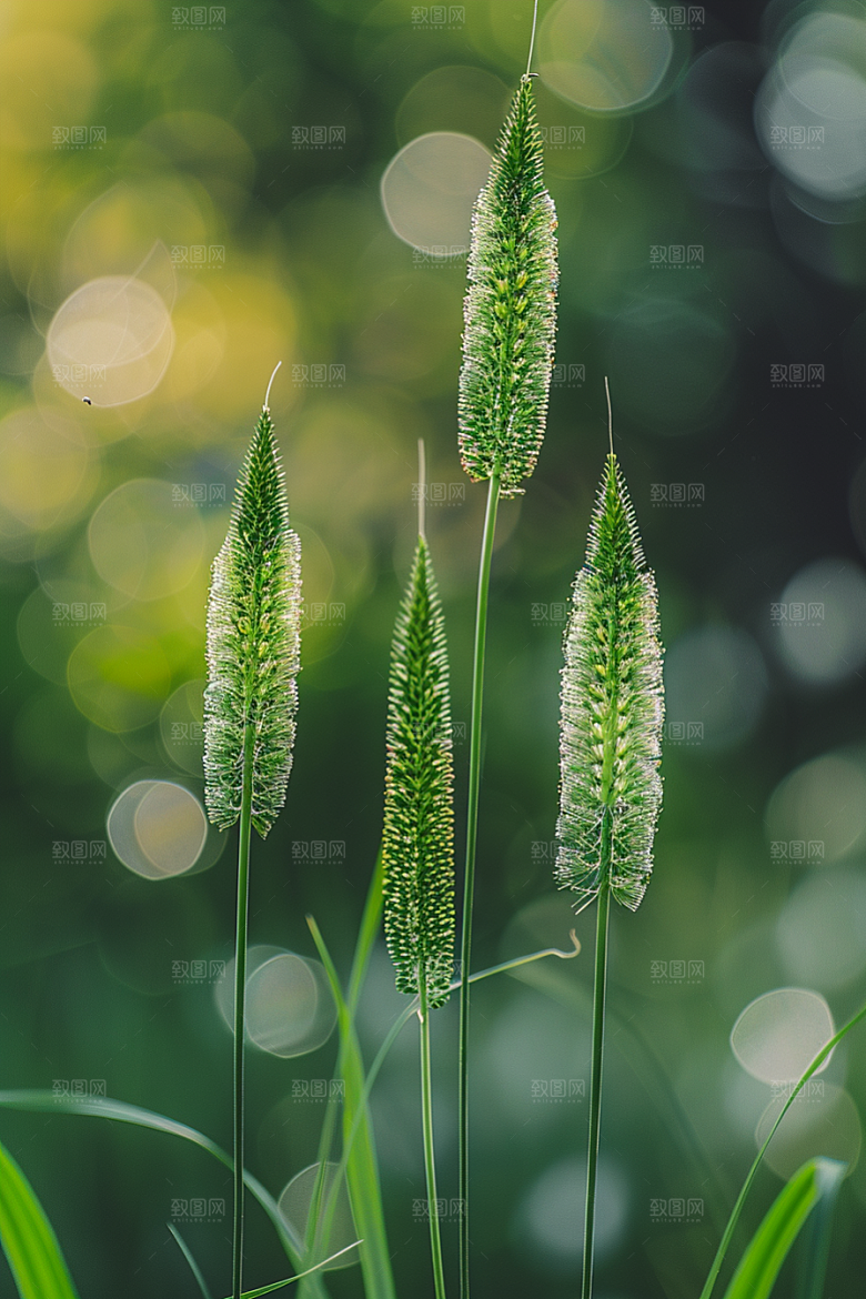 狗尾巴草夏天草地摄影图