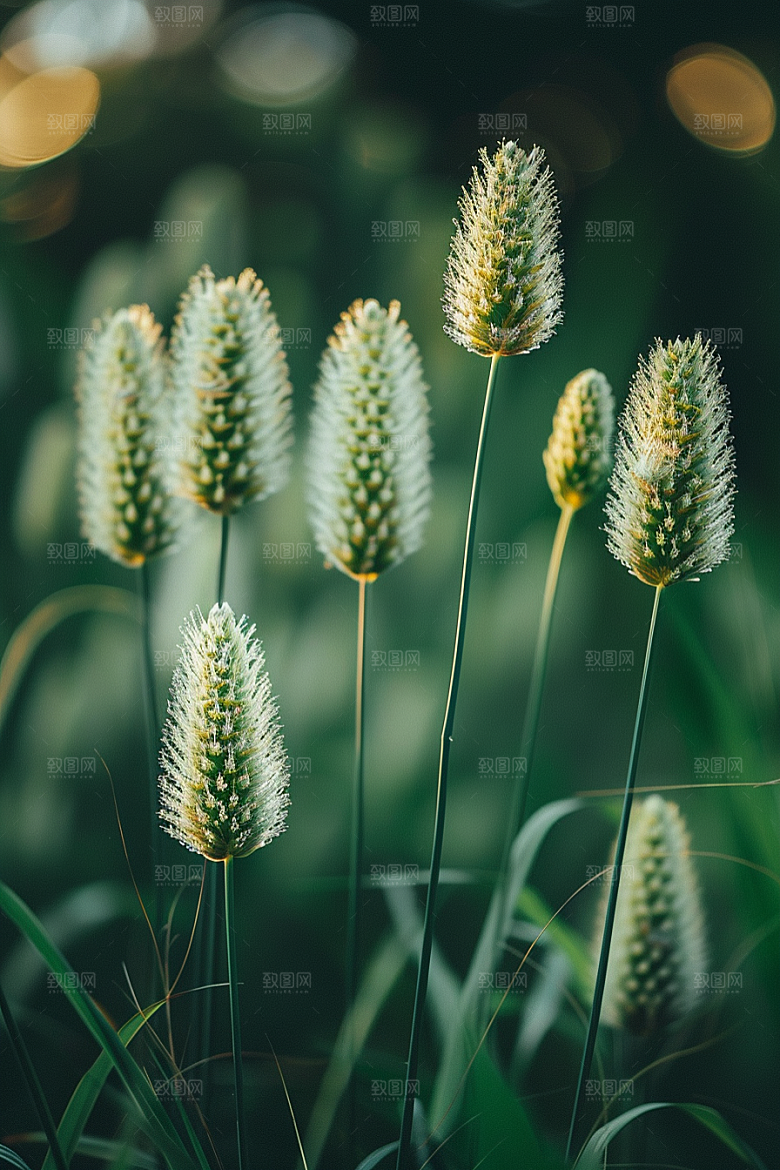 狗尾巴草夏天青草摄影图