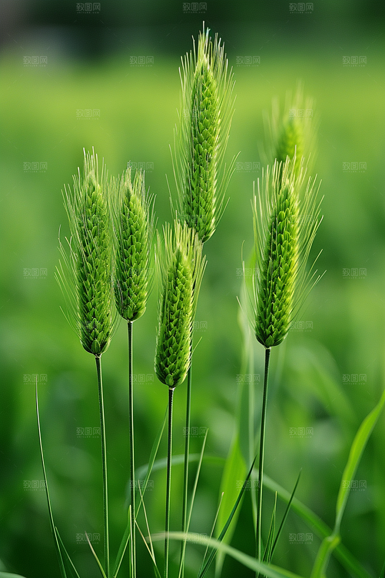 狗尾巴草高清夏季摄影图