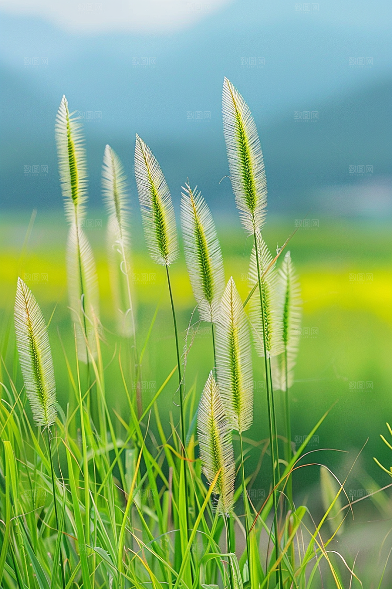 狗尾巴草高清清新摄影图