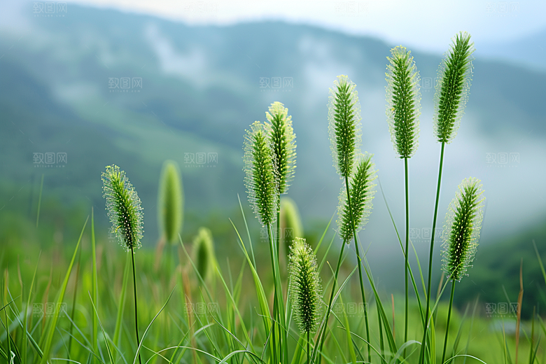 狗尾巴草夏季高清摄影图