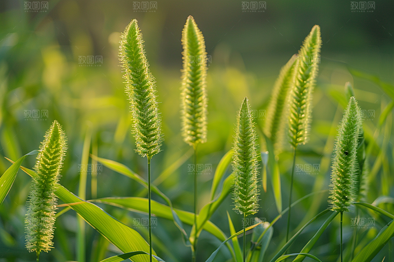 狗尾巴草草原绿色摄影图