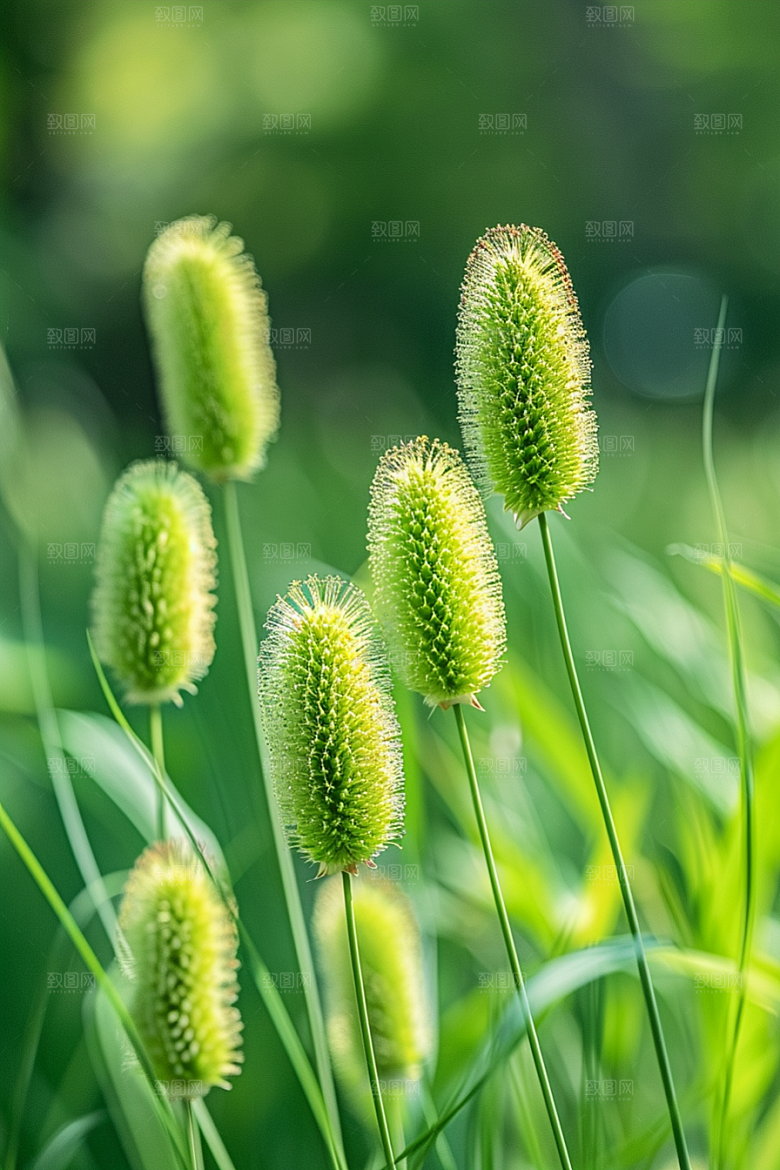 狗尾巴草自然绿草摄影图