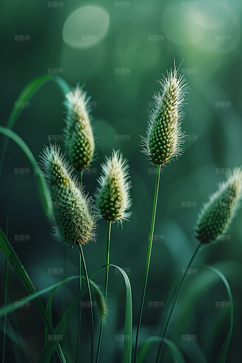 狗尾巴草绿色草地摄影图