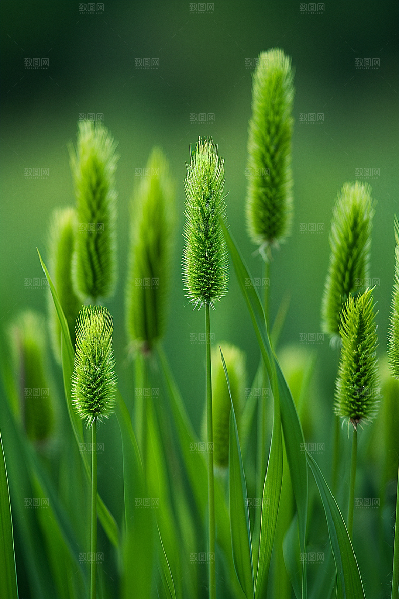 狗尾巴草清新草场摄影图