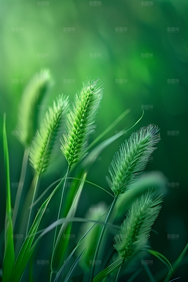 狗尾巴草草原蓝天白玉摄影图