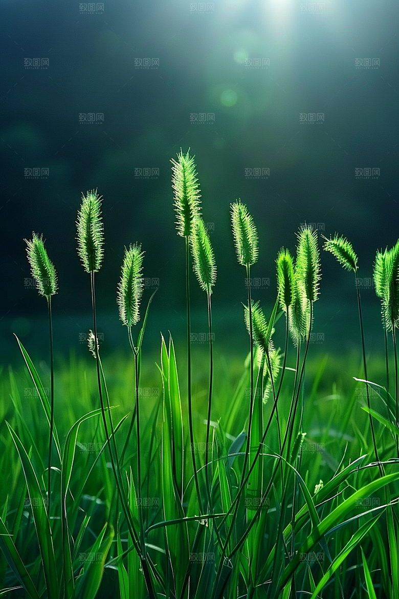 狗尾巴草草场广阔摄影图