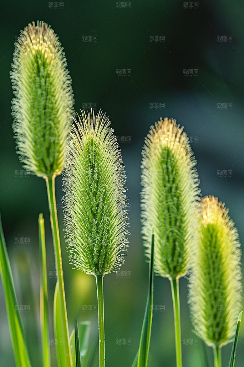 狗尾巴草自然蓝天白玉摄影图
