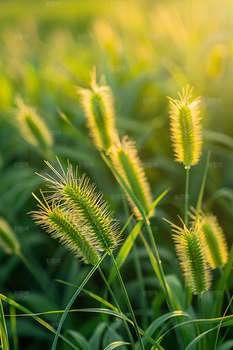 狗尾巴草草场广阔摄影图