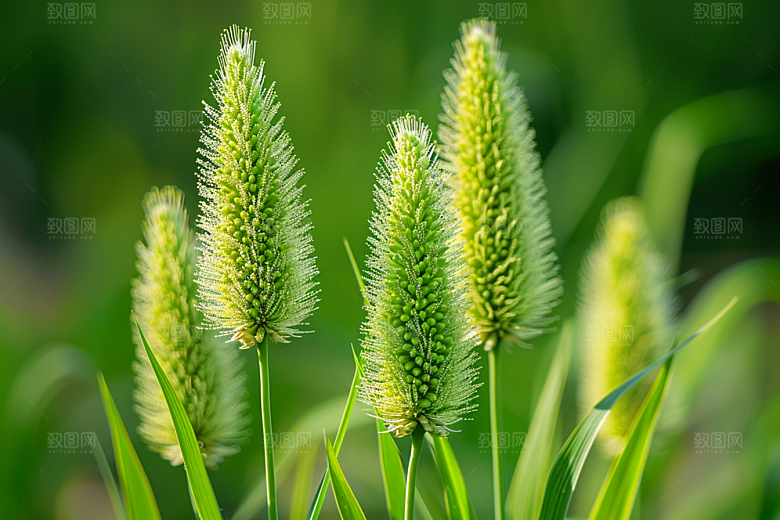 狗尾巴草草场高清摄影图
