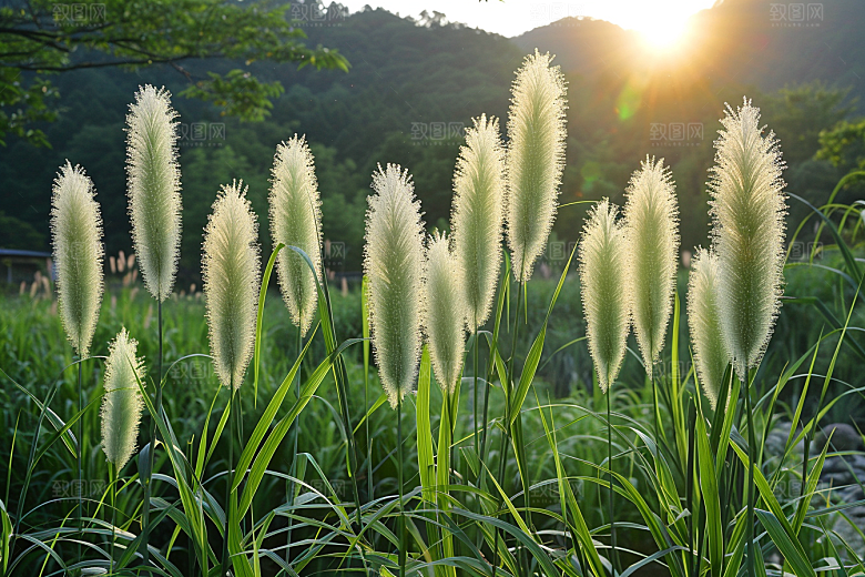 狗尾巴草田野广阔摄影图